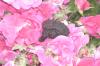 <img100*0:stuff/aj/169023/1254753807.jpg>