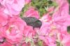 <img100*0:stuff/aj/169023/1254753881.jpg>