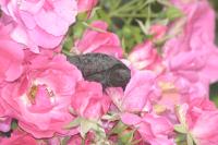 <img200*0:stuff/aj/169023/1254753881.jpg>