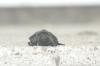 <img100*0:stuff/aj/169023/1254754744.jpg>