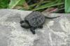 <img100*0:stuff/aj/169023/1254755652.jpg>