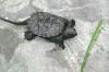 <img100*0:stuff/aj/169023/1254755752.jpg>