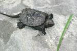 Baby Turtle