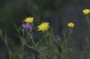 <img100*0:stuff/aj/169023/1254766261.jpg>