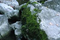 <img200*0:stuff/aj/169023/1254766450.jpg>