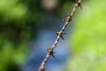Barbed Wire