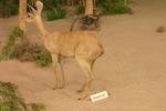 <img0*100:stuff/aj/169023/1281724366.jpg>