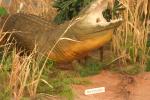 Nile Crocodile