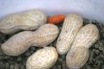 <img0*100:stuff/aj/169023/1283879913.jpg>