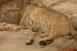 <img0*100:stuff/aj/169023/1284311041.jpg>