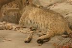 <img0*100:stuff/aj/169023/1284311073.jpg>