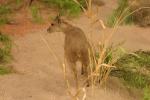 <img0*100:stuff/aj/169023/1284311233.jpg>