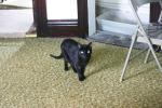 <img0*100:stuff/aj/169023/1285699915.jpg>