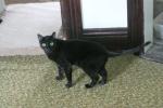 <img0*100:stuff/aj/169023/1285700014.jpg>