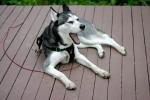 <img0*100:stuff/aj/169023/1363815256.jpg>