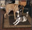 <img0*100:stuff/aj/169023/1363815267.jpg>