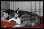 <img0*100:stuff/aj/169023/1363815285.jpg>