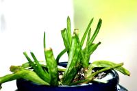 <img200*0:stuff/aj/169023/Aloe%20Plant.jpg>