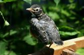 <img167*0:stuff/aj/169023/Baby%20Robin.jpg>