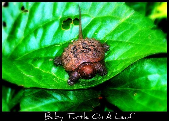 <img:stuff/aj/169023/Baby%20Turtle.jpg?y=400>