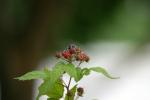 <img150*0:stuff/aj/169023/Berries.jpg>