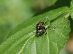 <img150*0:stuff/aj/169023/Buggy.jpg>