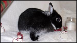 <img300*0:stuff/aj/169023/ChristmasDaisy.jpg>
