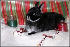 <img300*0:stuff/aj/169023/ChristmasDaisy2.jpg>