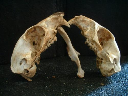 <img500*0:stuff/aj/169023/Dem%20Bones.jpg>
