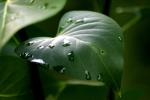 <img150*0:stuff/aj/169023/Dripping%20Nature.jpg>