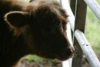 <img200*0:stuff/aj/169023/Farm%20537.jpg>