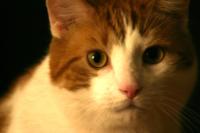 <img200*0:stuff/aj/169023/Fat%20Cat.jpg>