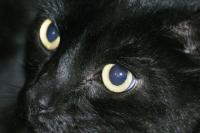 <img200*0:stuff/aj/169023/Gollum.jpg>