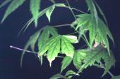 <img170*0:stuff/aj/169023/Japanese%20Red%20Maple.jpg>