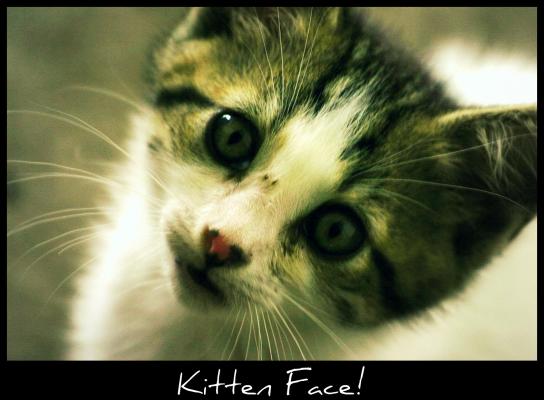 <img:stuff/aj/169023/Kitten.jpg?y=400>