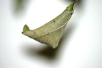 <img200*0:stuff/aj/169023/Leaf.jpg>
