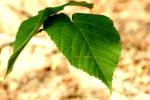<img150*0:stuff/aj/169023/Leafy%20Greens.jpg>