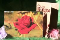 <img200*0:stuff/aj/169023/Letters%20from%20Jane.jpg>