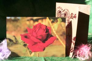 <img300*0:stuff/aj/169023/Letters%20from%20Jane.jpg>