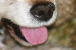 <img150*0:stuff/aj/169023/Mitzie.1.jpg>