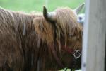 <img150*0:stuff/aj/169023/MooCow.jpg>