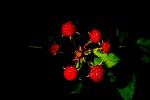 <img150*0:stuff/aj/169023/Raspberries.jpg>