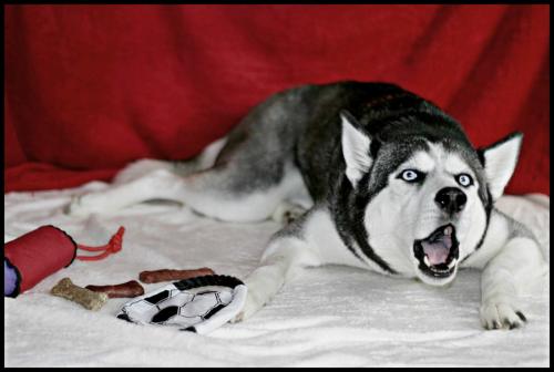 <img500*0:stuff/aj/169023/Say%20%22Merry%20Christmas%22%2c%20Myah%21.jpg>