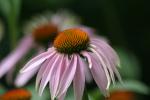 <img150*0:stuff/aj/169023/Simple%20Beauty.jpg>