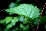 <img150*0:stuff/aj/169023/Spiked%20Leaf.jpg>