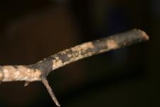 <img0*150:stuff/aj/169023/Stick.jpg>