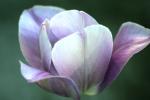 <img150*0:stuff/aj/169023/Summer%20in%20Bloom.jpg>
