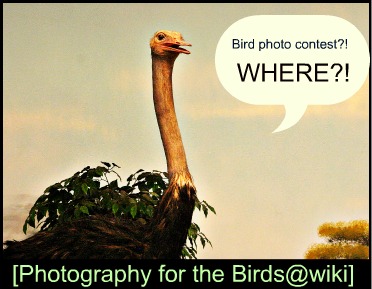 <img:stuff/aj/169023/bird.1.jpg>