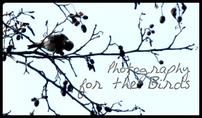 <img:stuff/aj/169023/birds.jpg>