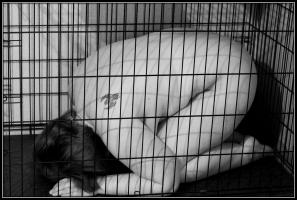 <img0*200:stuff/aj/169023/caged.jpg>